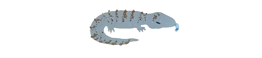 Blue tongue lizard painting.