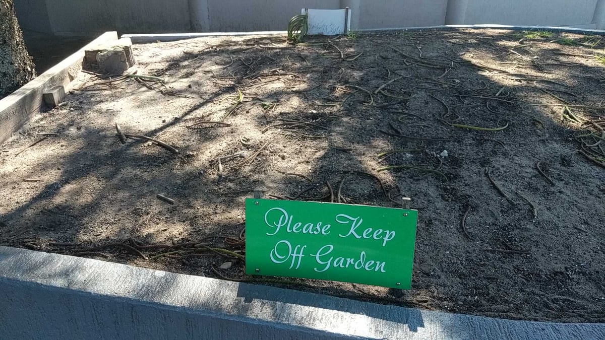 Stupid Listicle: 5 Common First Time Garden Mistakes